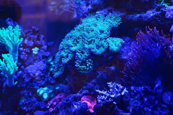 Seeanemonen und Korallen im Aquarium - Foto, Bild