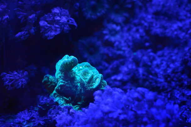 Sea anemones and corals in aquarium - Foto, Imagem