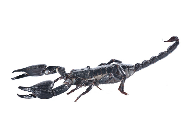 Scorpion isolated on white - Photo, Image
