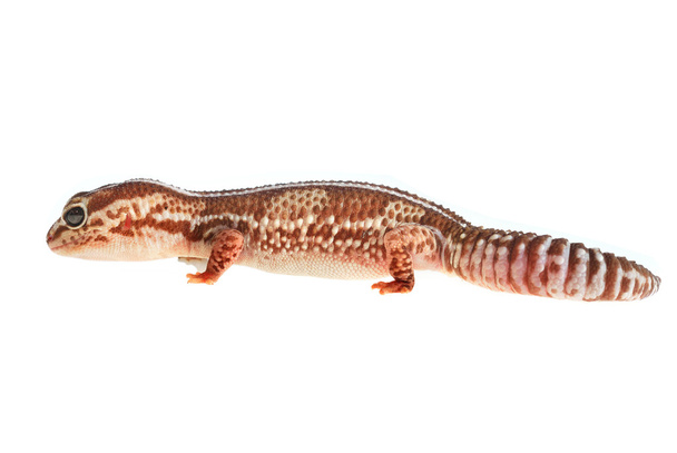 Leopard gecko Eublepharis macularius - Photo, Image