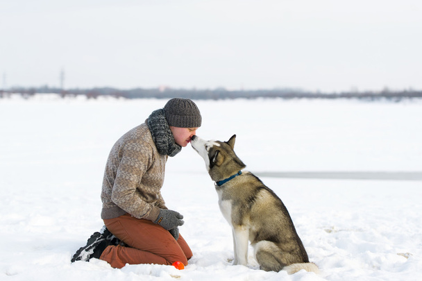 Syberyjski Psy eskimoskie pocałunek - Zdjęcie, obraz