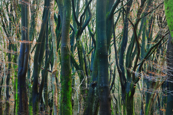 Herbstwald in den Niederlanden - Foto, Bild