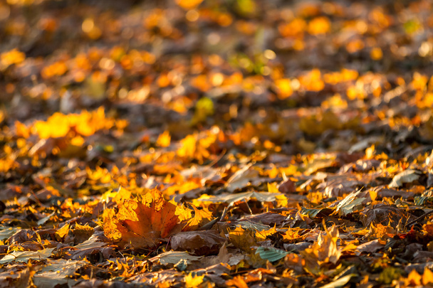 秋の緑豊かな森の小道 - 写真・画像