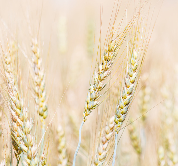 Uši zlaté pšenice - Fotografie, Obrázek
