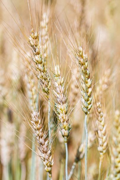 Altın buğday kulakları - Fotoğraf, Görsel