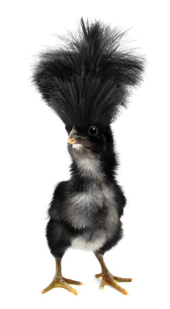 Loco negro chavala con ridículo cabello - Foto, imagen