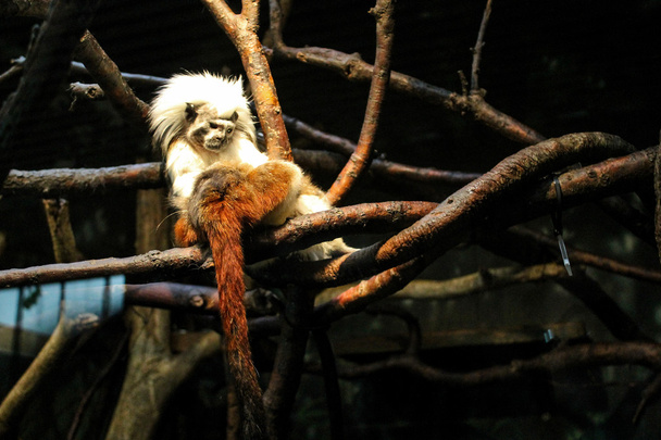 Animais no Zoológico do Central Park
 - Foto, Imagem
