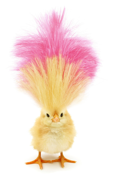 Pazzo pulcino con ridicolo giallo capelli rosa
 - Foto, immagini