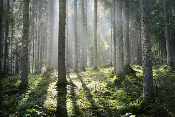 森の霧の中の太陽光線 - 写真・画像