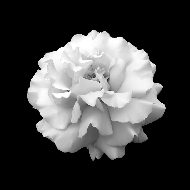 Black and white flower rose. - Zdjęcie, obraz