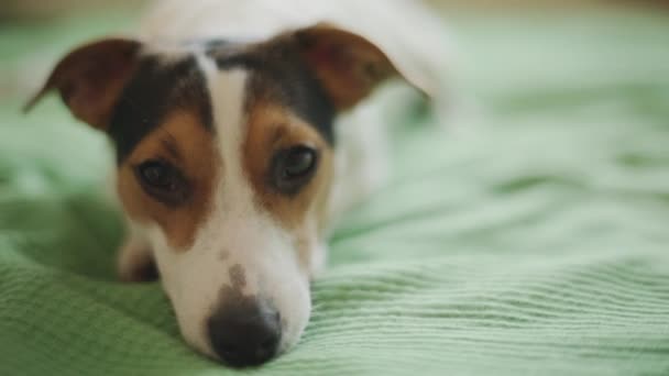 Jack Russell Terrier perro mirando a la cámara
 - Metraje, vídeo