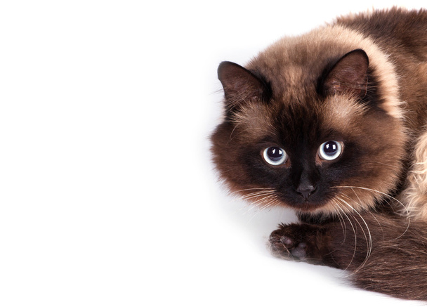 portrét siamská kočka  - Fotografie, Obrázek