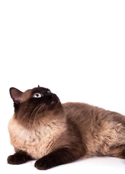 Retrato de un gato siamés
  - Foto, imagen