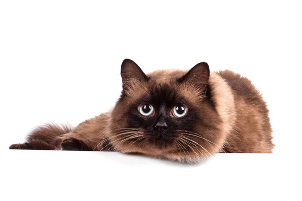 Retrato de um gato siamês
  - Foto, Imagem