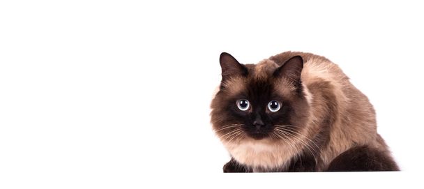 Portret van een siamese kat  - Foto, afbeelding