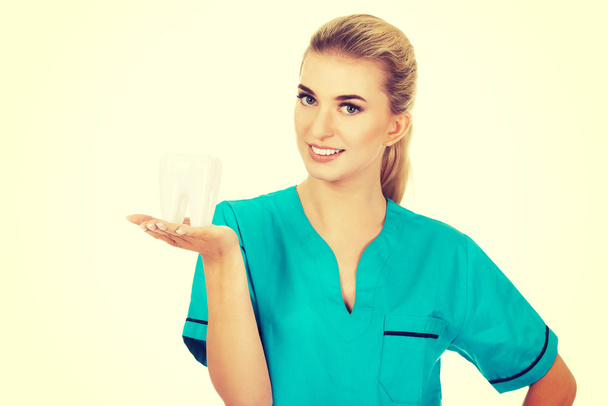 Young smile dentist holding a tooth model - Foto, Bild