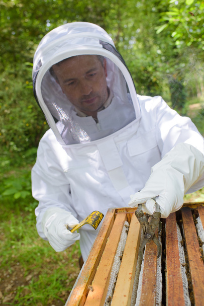 honey harvest and man - Fotoğraf, Görsel