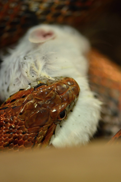 змія і миша
 - Фото, зображення