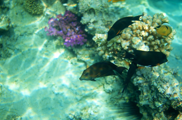 Vie sous-marine de la mer Rouge
 - Photo, image