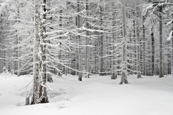 Snowy landscape in polish mountains - Photo, Image