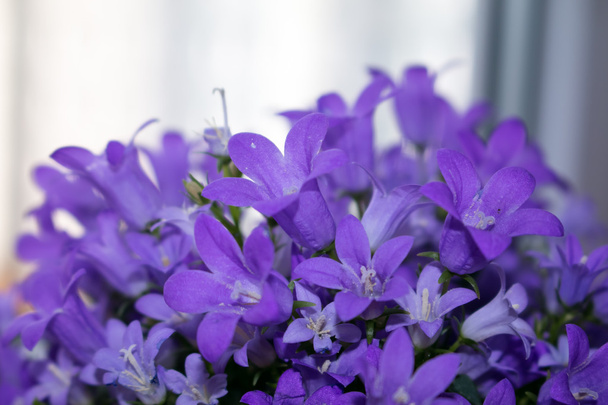 Violeta colorido Campanula
 - Foto, Imagem