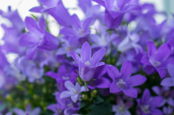 Violet colored Campanula - Photo, Image