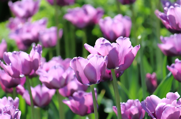 Hermosos tulipanes
 - Foto, imagen