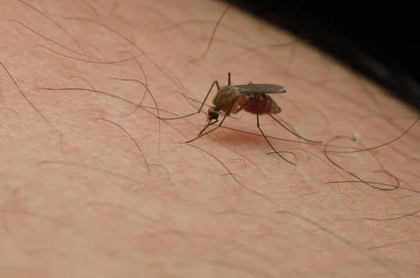 Sivrisinek tam kan - Fotoğraf, Görsel