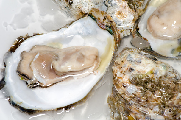 Fresh oyster on ice - Foto, afbeelding