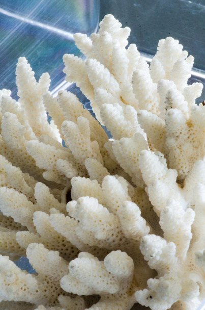 Tengeri korall Vértes - Fotó, kép
