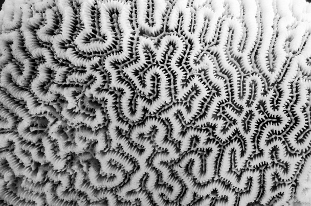 Tengeri korall Vértes - Fotó, kép