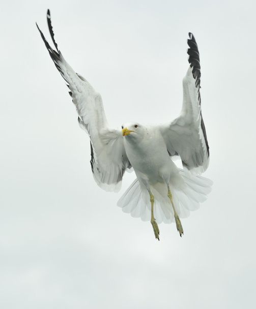 Kelp gull (Larus dominicanus) - Fotoğraf, Görsel