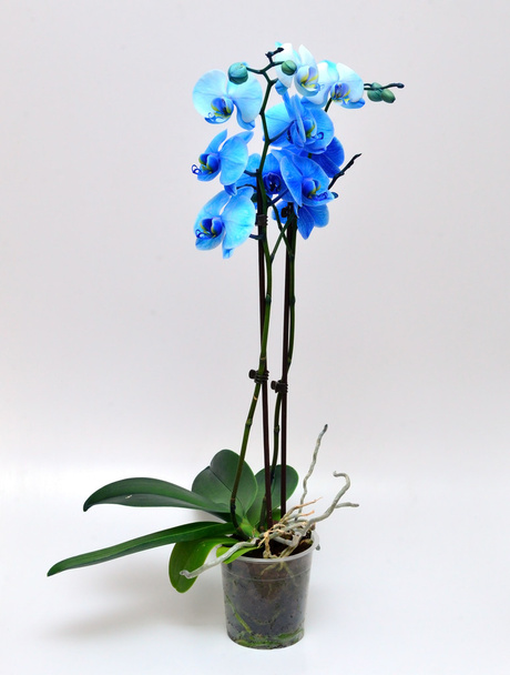 blue orchid  isolated - Foto, Imagen