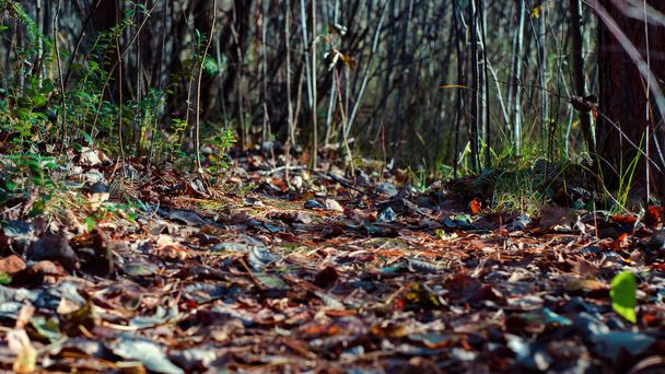 Forest path on the leaves - Zdjęcie, obraz