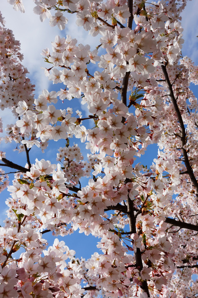 Blossoming pink japan cherry - Φωτογραφία, εικόνα