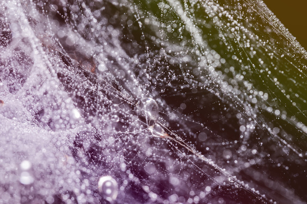 hämähäkinverkko vesipisaroilla - Valokuva, kuva