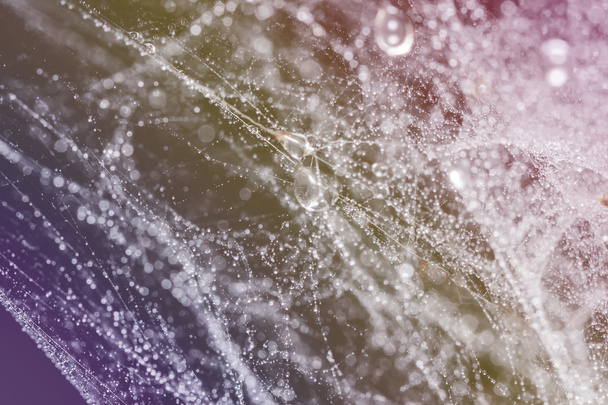 hämähäkinverkko vesipisaroilla - Valokuva, kuva