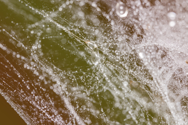 telaraña con gotas de agua - Foto, Imagen