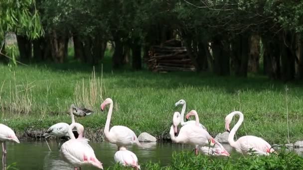 flamingi dzikość natura - Materiał filmowy, wideo