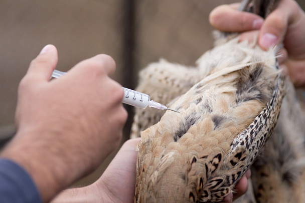 Vétérinaire appliquant l'injection au poulet
 - Photo, image
