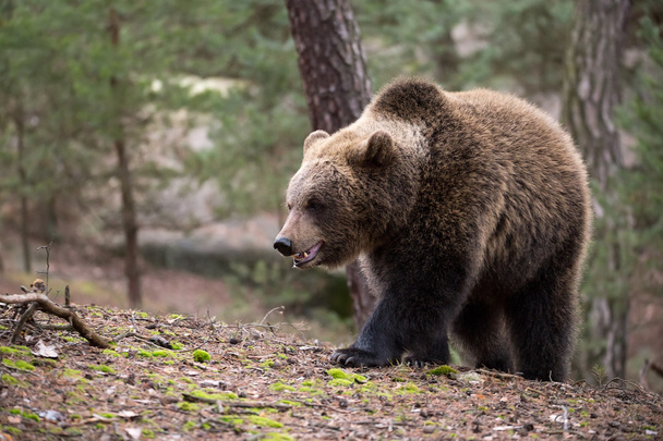 καφέ αρκούδα (Ursus arctos) στο δάσος του χειμώνα - Φωτογραφία, εικόνα