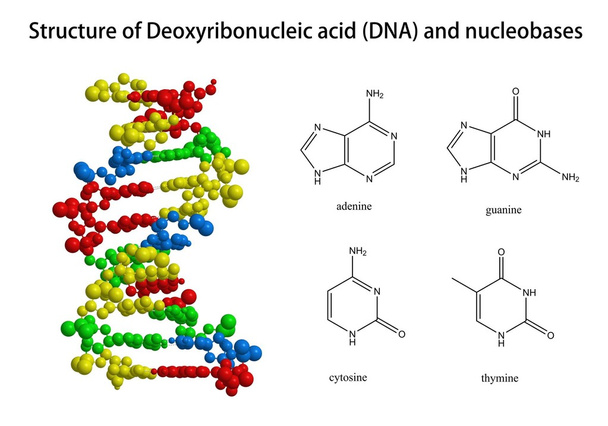Structuur van Dna en verwante nucleobasen - Foto, afbeelding