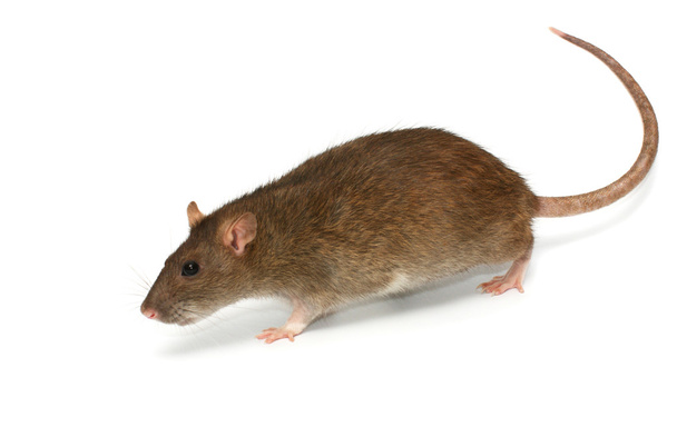 grijze rat - Foto, afbeelding