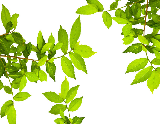 liście zielone - Zdjęcie, obraz