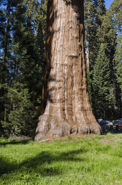 Giant sequoia w Kalifornii - Zdjęcie, obraz