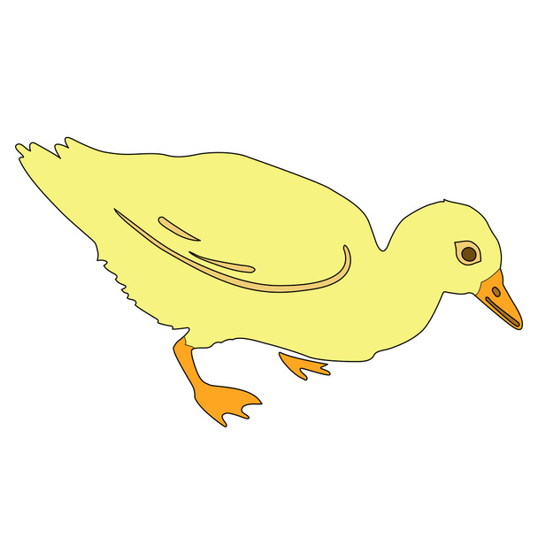 duckling vector illustration - Vector, Image
