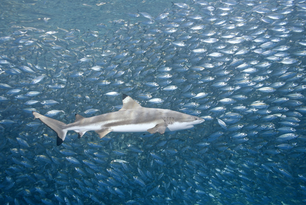 Schwarzspitzenriffhai mit Fisch - Foto, Bild
