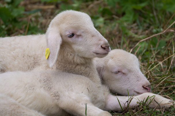 Duas ovelhas deitadas no prado
 - Foto, Imagem