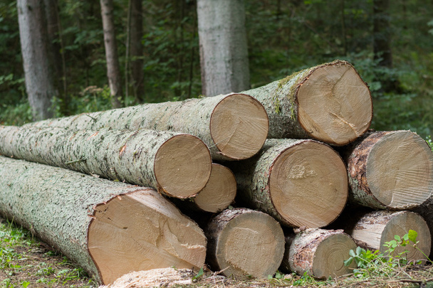 felled tree trunks - Photo, Image