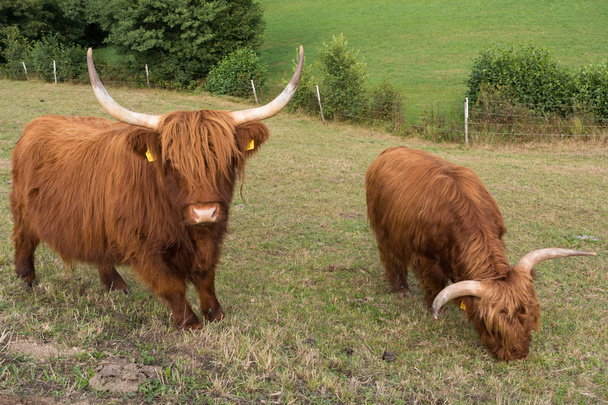 Highland cattle in the meadow - Photo, Image